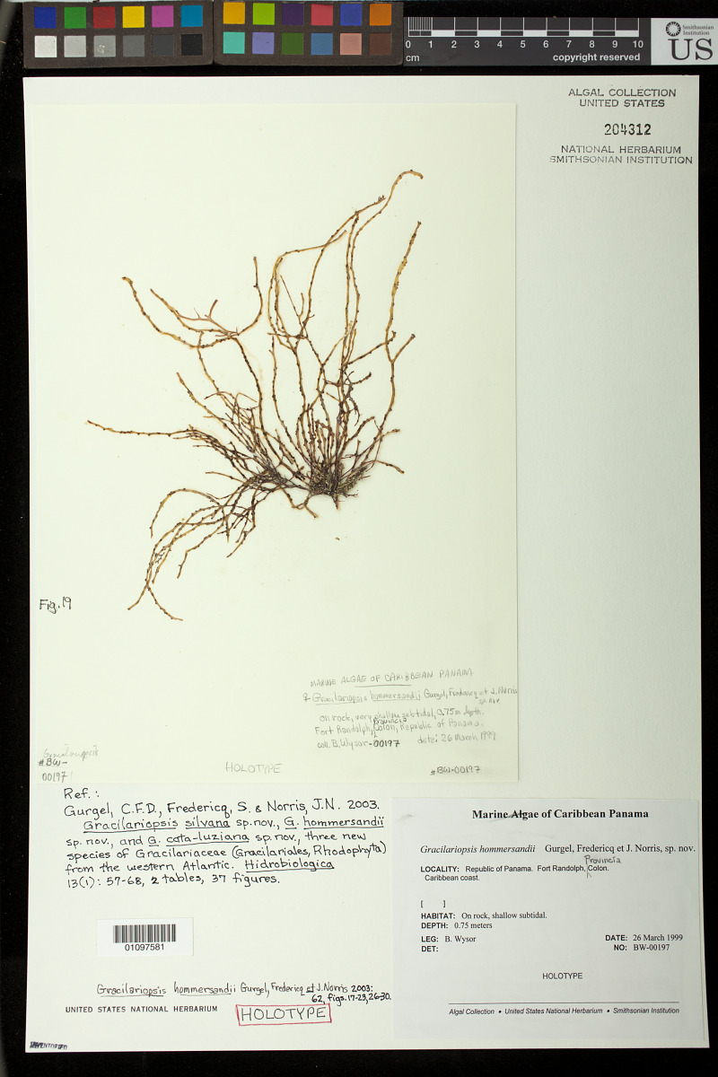 Gracilariopsis hommersandii image