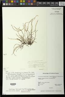 Image of Gracilariopsis hommersandii