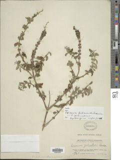 Ocimum kilimandscharicum image