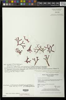 Gracilaria smithsoniensis image