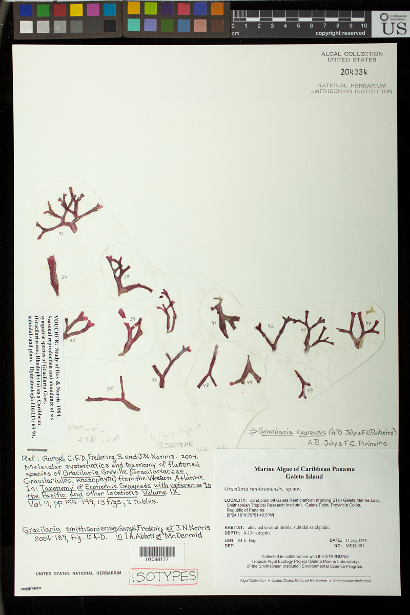 Gracilaria smithsoniensis image