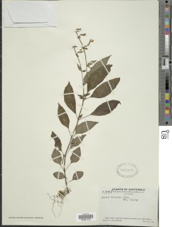 Salvia flaccida image