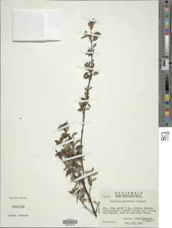 Clinopodium selerianum image