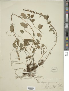 Platostoma africanum image