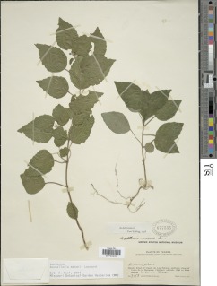 Scutellaria maxonii image
