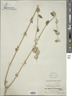 Leucas stachydiformis image