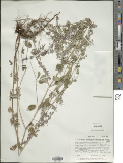 Clinopodium abyssinicum image