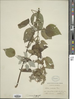 Image of Salvia purpurea