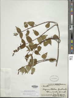 Image of Salvia cinnabarina