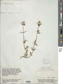 Leucas masaiensis image