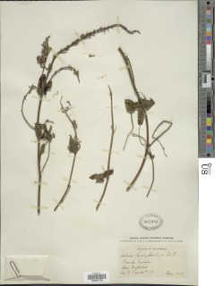 Salvia polystachya image