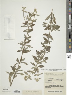 Image of Haumaniastrum lantanoides