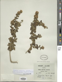 Leucas argentea image