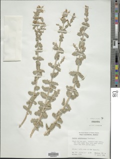 Salvia californica image