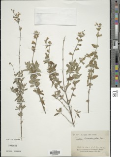 Image of Salvia chamaedryoides