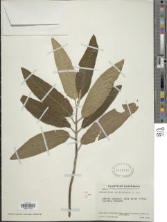 Lepechinia mecistandrum image