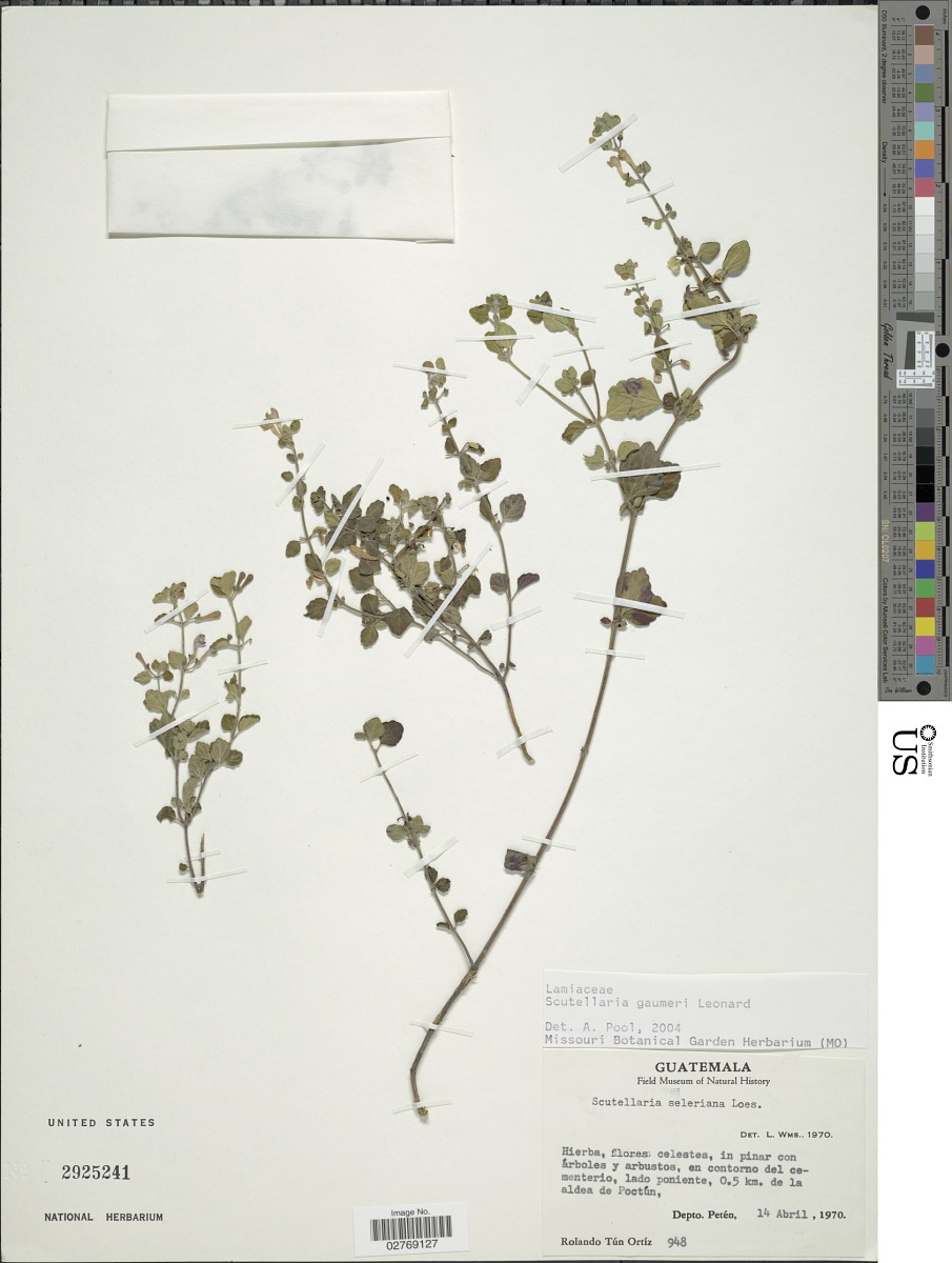 Scutellaria gaumeri image