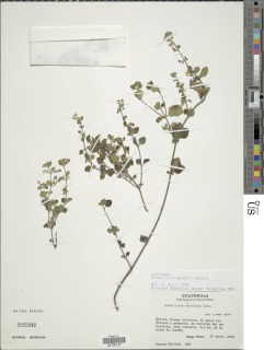 Image of Scutellaria gaumeri
