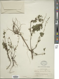 Image of Salvia micrantha