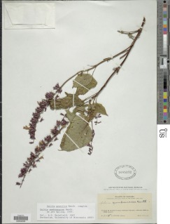 Image of Salvia membranacea