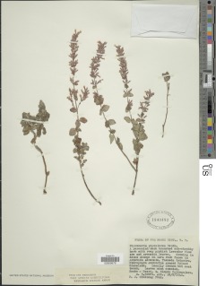 Clinopodium abyssinicum image