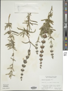 Salvia brandegeei image