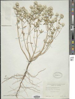 Monardella leucocephala image