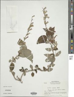 Salvia tubifera image