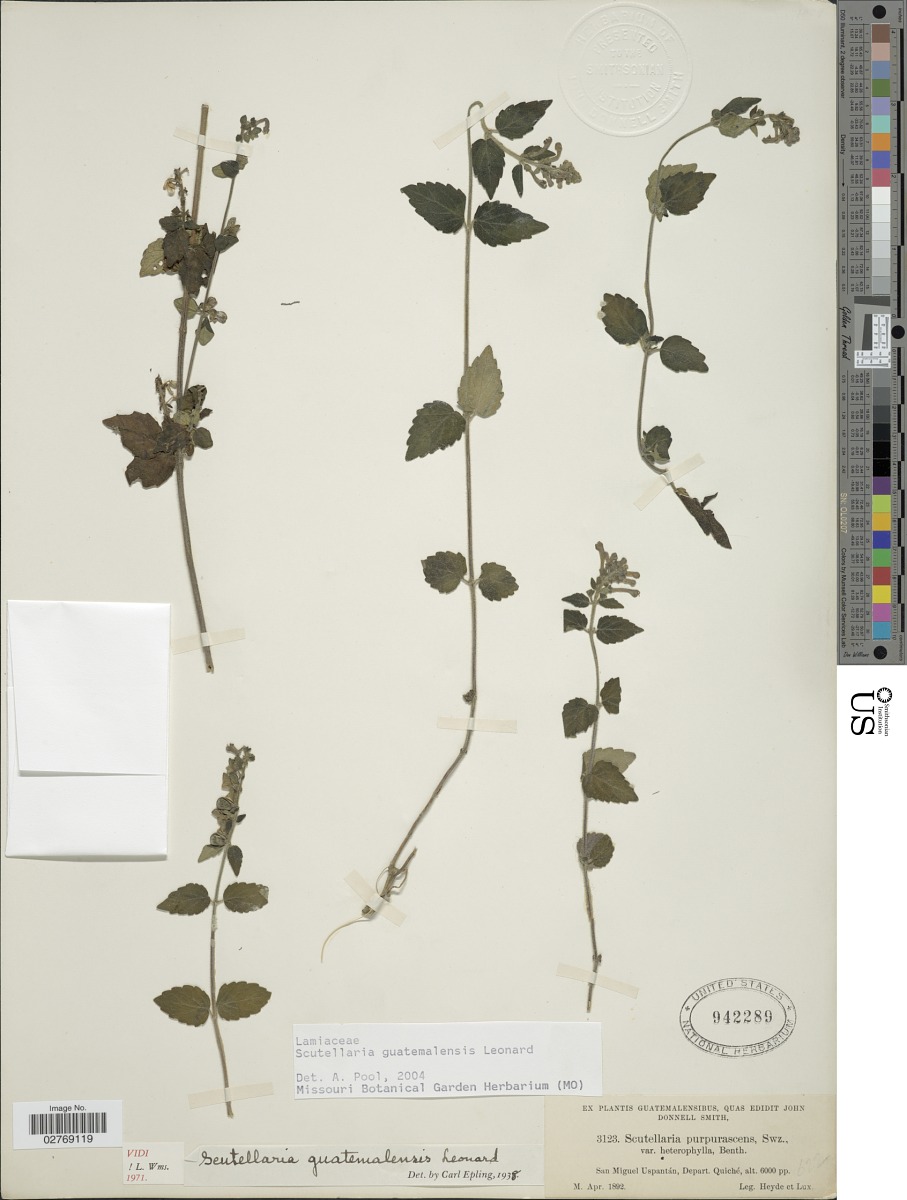 Scutellaria guatemalensis image