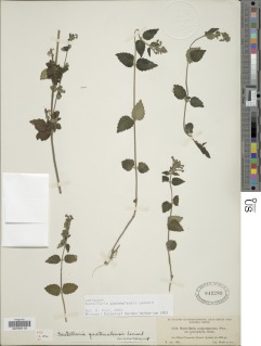 Scutellaria guatemalensis image