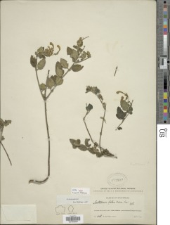 Scutellaria lutea image