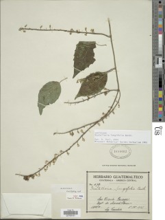 Scutellaria longifolia image