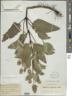 Image of Lepechinia caulescens