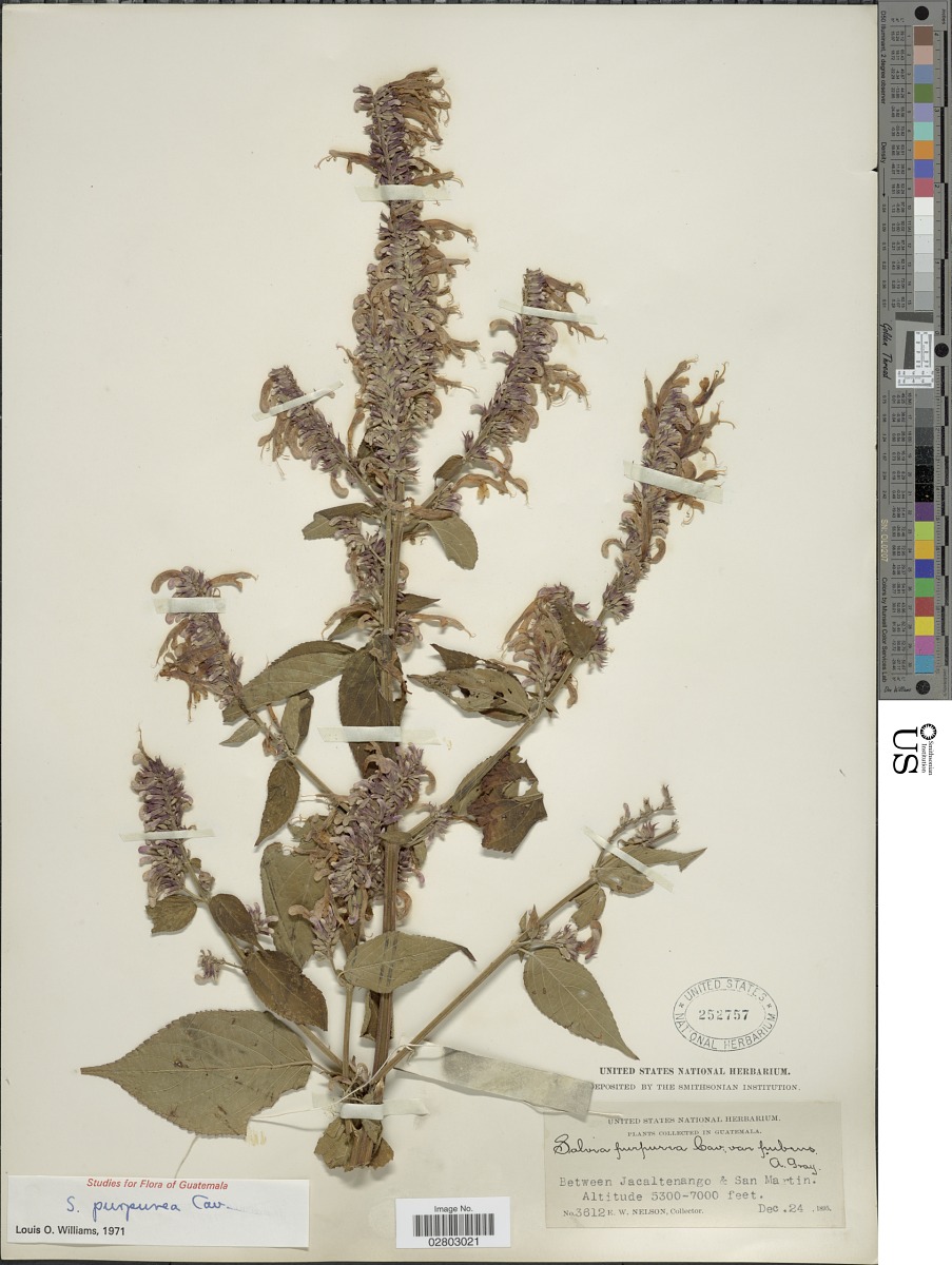 Salvia purpurea var. pubens image