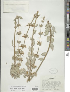 Salvia vaseyi image