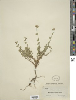 Image of Monardella thymifolia