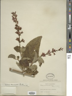 Image of Salvia karwinskii
