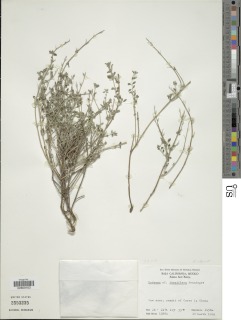 Hedeoma tenuiflora image
