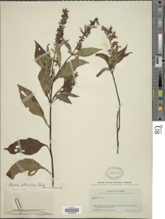 Salvia pteroura image