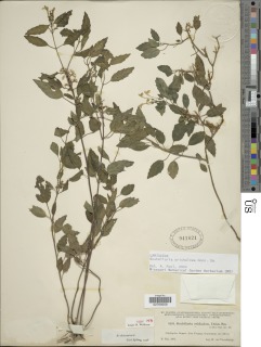 Scutellaria orichalcea image