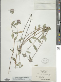 Monardella odoratissima image