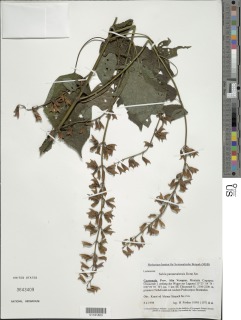 Image of Salvia pansamalensis