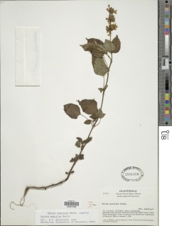 Image of Salvia carnea