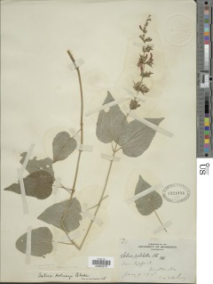 Salvia pulchella image