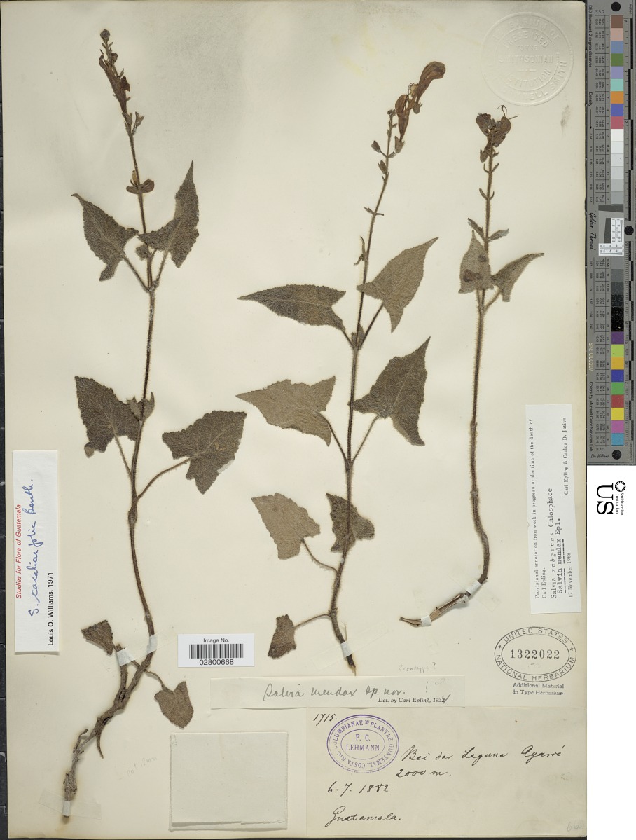 Salvia cacaliifolia image