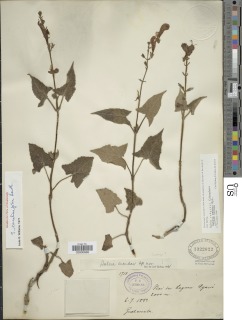 Image of Salvia cacaliifolia