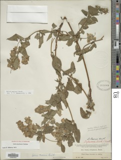 Image of Salvia mocinoi
