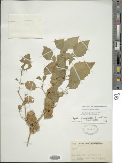 Image of Physalis nicandroides