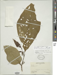 Solanum rovirosanum image