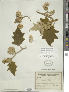 Image of Solanum lanceolatum